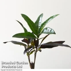 Houseplant Tropical Mix -Plants Sale MIXD TROPICALH T42646 A