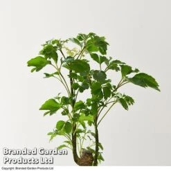 Houseplant Tropical Mix -Plants Sale MIXD TROPICALH T42648 A