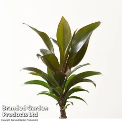 Houseplant Tropical Mix -Plants Sale MIXD TROPICALH T42650 A