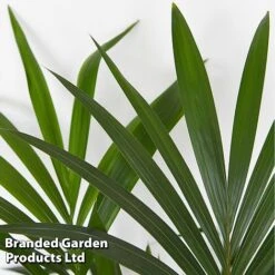 Almost Unkillable Houseplant Mixed Pot Collection -Plants Sale MIXD UNKILLMXDP T439991