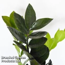 Almost Unkillable Houseplant Mixed Pot Collection -Plants Sale MIXD UNKILLMXDP T440001