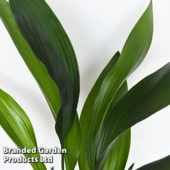 Almost Unkillable Houseplant Mixed Pot Collection -Plants Sale MIXD UNKILLMXDP T44002