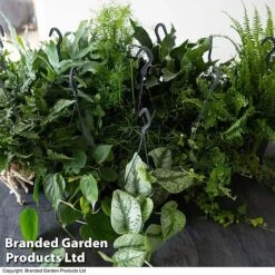 House Plants Hanging Mixed -Plants Sale MIXD VARENS T36572 1