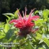 Monarda 'Croftway Pink' 2 Monarda 'Croftway Pink' -Plants Sale MONA 64424 A