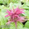 Monarda 'Mahogany' 1 Monarda 'Mahogany' -Plants Sale MONA KA5873 A