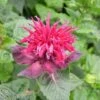 Monarda 'Fireball' -Plants Sale MONA T64428 A h