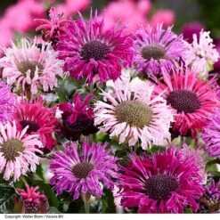 Monarda 'Elegant' Collection