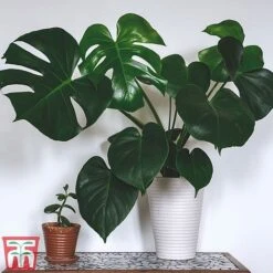 Monstera Deliciosa -Plants Sale MONS TKA2925 A