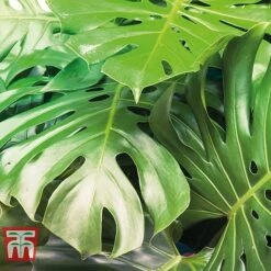 Monstera Deliciosa -Plants Sale MONS TKA2925 C
