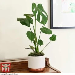 House Plant Urban Jungle Collection 11 House Plant Urban Jungle Collection -Plants Sale MONS TKA2925 D2
