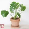 Monstera Deliciosa -Plants Sale MONS TKA2925 E