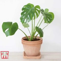 Monstera Deliciosa
