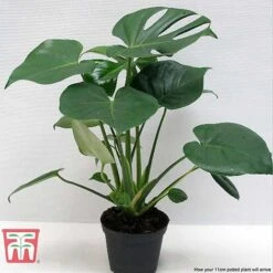 Monstera Deliciosa -Plants Sale MONS TKA2925 F