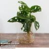 Monstera Adansonii In Kingston Vase -Plants Sale MONS ADANSONII T39645