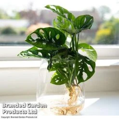 Monstera Adansonii In Kingston Vase -Plants Sale MONS ADANSONII T39648