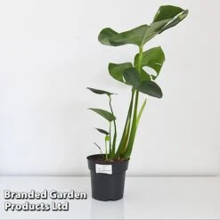 Monstera Deliciosa -Plants Sale MONS DELIC17CM T43809