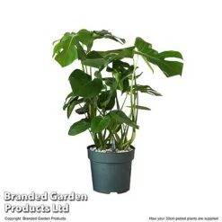 Monstera Deliciosa In Hydro Pot -Plants Sale MONS DELIC30CM T506331