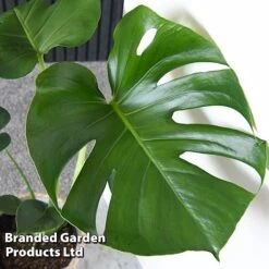 Monstera Deliciosa -Plants Sale MONS DELICIOSA T43812