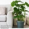 Monstera Deliciosa In Hydro Pot -Plants Sale MONS DELICIOSA T50611