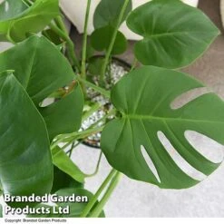 Monstera Deliciosa In Hydro Pot -Plants Sale MONS DELICIOSA T50613