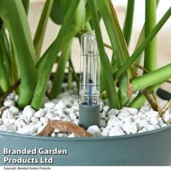 Monstera Deliciosa In Hydro Pot -Plants Sale MONS DELICIOSA T50615