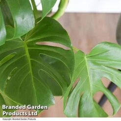Monstera Deliciosa In Hydro Pot -Plants Sale MONS DELICIOSA T50752
