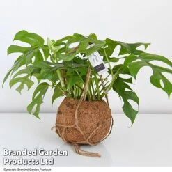 Monstera Minima In Kokodama Hanging Pot -Plants Sale MONS KOKOD17CM T43827