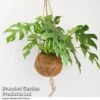 Monstera Minima In Kokodama Hanging Pot -Plants Sale MONS KOKODAMA T43828