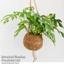 Monstera Minima In Kokodama Hanging Pot -Plants Sale MONS KOKODAMA T43829