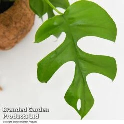 Monstera Minima In Kokodama Hanging Pot -Plants Sale MONS KOKODAMA T43832