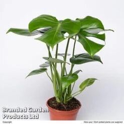 Plants Sale -Plants Sale MONS TAUER10CM S50441