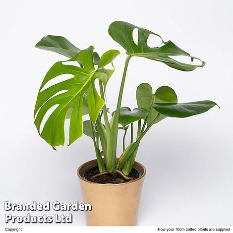 Monstera Deliciosa 'Tauerii' 3 Monstera Deliciosa 'Tauerii'