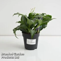 Murdannia Loriformis 'Bright Star' 11 Murdannia Loriformis 'Bright Star' -Plants Sale MURD BRIGH12CM T44583