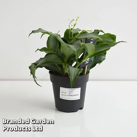 Murdannia Loriformis 'Bright Star' 7 Murdannia Loriformis 'Bright Star' - Image 5