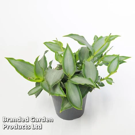 Murdannia Loriformis 'Bright Star' 6 Murdannia Loriformis 'Bright Star' - Image 4