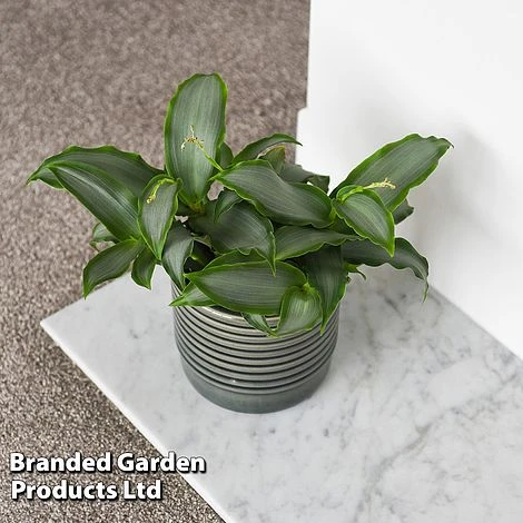 Murdannia Loriformis 'Bright Star' 4 Murdannia Loriformis 'Bright Star' - Image 2