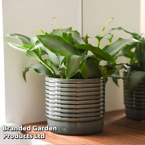 Murdannia Loriformis 'Bright Star' 3 Murdannia Loriformis 'Bright Star'