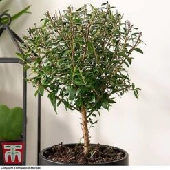 Myrtus Communis Stem - Gift 8 Myrtus Communis Stem - Gift -Plants Sale MYRT KB3776 B1