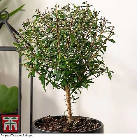 Myrtus Communis Stem - Gift 4 Myrtus Communis Stem - Gift - Image 2