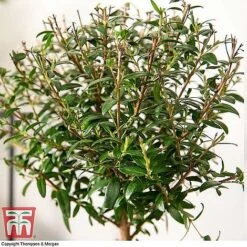 Myrtus Communis Stem - Gift 9 Myrtus Communis Stem - Gift -Plants Sale MYRT KB3776 C1