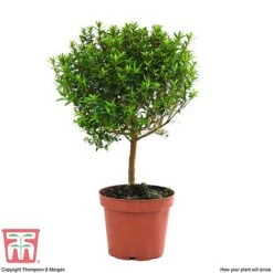 Myrtus Communis On Stem -Plants Sale MYRT KB3776 E