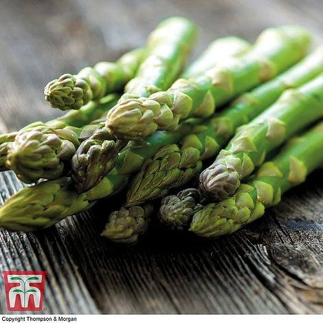 Asparagus Collection (Spring Planting) 4 Asparagus Collection (Spring Planting) - Image 2