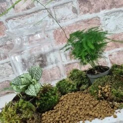 Terrarium Kit - Plants And Jar