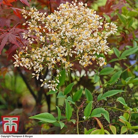 Nandina Domestica 3 Nandina Domestica