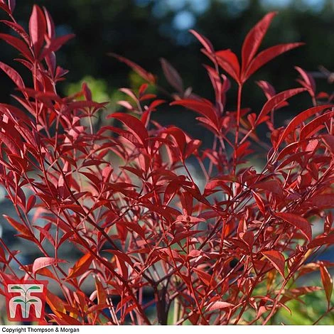 Nandina Domestica 4 Nandina Domestica - Image 2