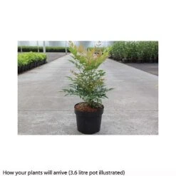 Nandina Domestica 'Gulfstream' 5 Nandina Domestica 'Gulfstream' -Plants Sale NAND T66351 B h