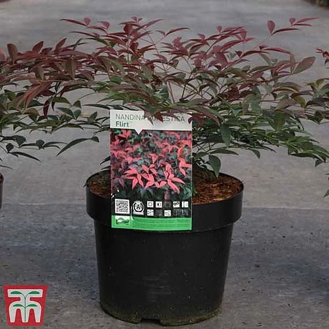 Nandina Domestica 'Flirt' 4 Nandina Domestica 'Flirt' - Image 2