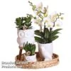 Nature White Phalaenopsis Arrangement 1 Nature White Phalaenopsis Arrangement -Plants Sale NATU WHITEPHAL S49567