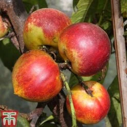 Nectarine 'Lord Napier' -Plants Sale NECT T71129 A