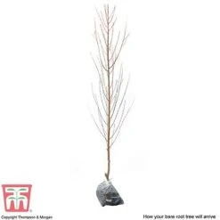 Nectarine 'Lord Napier' -Plants Sale NECT T71129 C